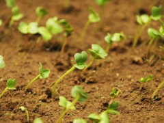 种植菠菜怎么做容易发芽