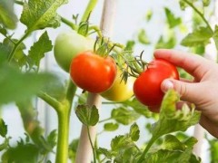 西红柿施肥技术和注意事项