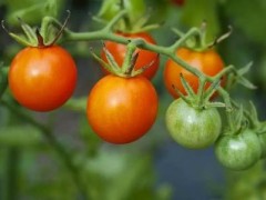阳台盆栽番茄如何做 自己做个小农夫