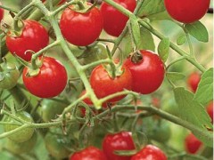 学会樱桃番茄的繁殖法 实现理想的增收梦