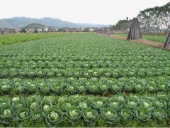 包菜的种植要点介绍