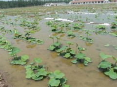 莲藕定植之后为什么不“发棵”