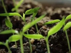 教你分析辣椒种子的催芽方法和苗期管理技术