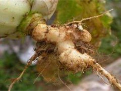 白菜种植过程当中如何预防根肿病的出现？