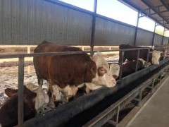 冬季养牛如何喂水？
