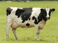 正确的配种方式可预防奶牛难产