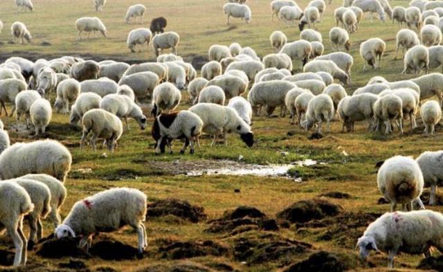 冬季养羊需要注意的问题