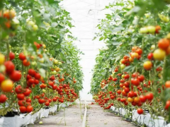 北纸房村设施大棚西红柿产业，打开百姓们的“致富门”！
