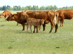 养牛常用的饲料添加剂的种类及用法介绍！