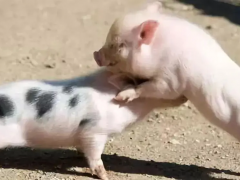 养猪如何避免猪群撕咬争斗？