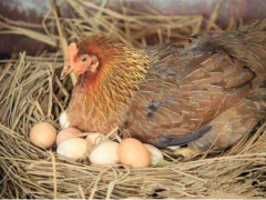 产蛋期母鸡要注意什么？