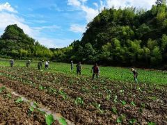 湖南江永：香芋产业增收忙，全面推动乡村振兴！