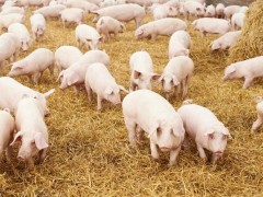 养殖户引进种猪要注意什么？