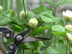 茉莉花各时期修剪技术有哪些？